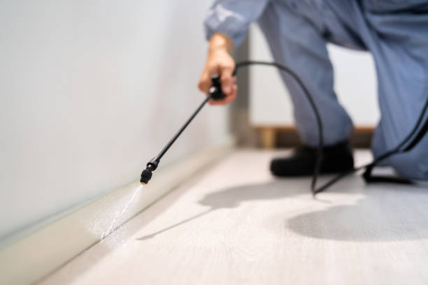 Best Termite Control Services  in Blue Jay, OH