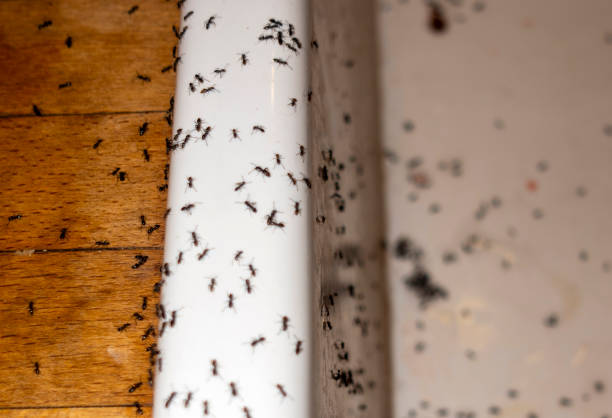 Best Cockroach Control Services  in Blue Jay, OH