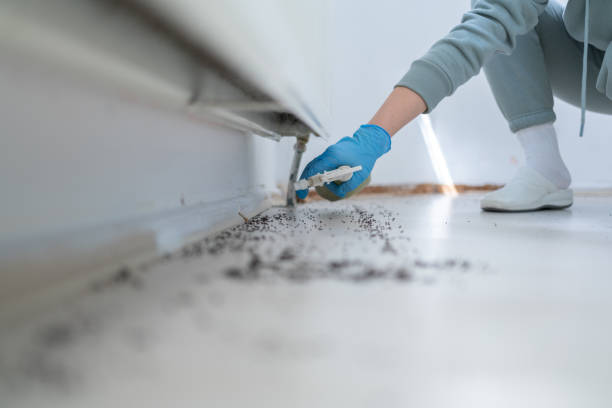 Best Flea Control Services  in Blue Jay, OH